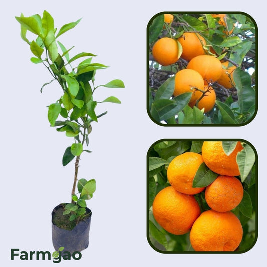 Citrus Island Sweet Orange Grafted Healthy Fruit Plant