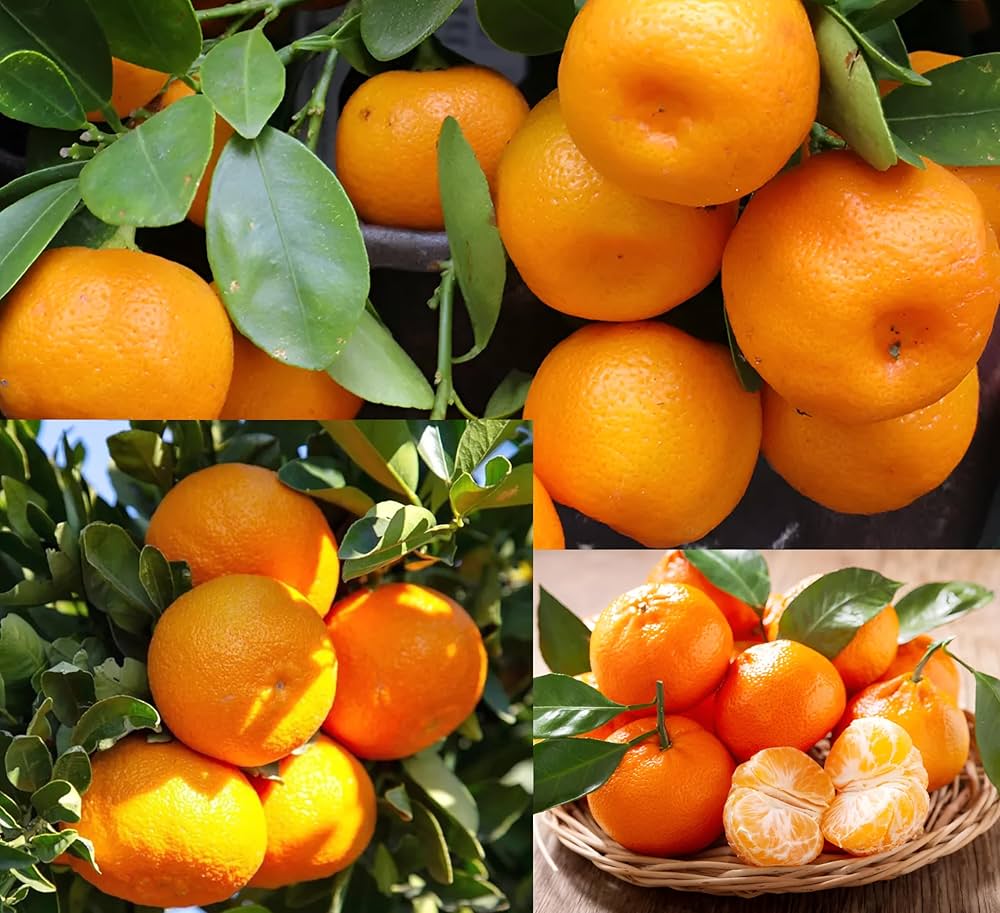 Citrus Island Sweet Orange Grafted Healthy Fruit Plant