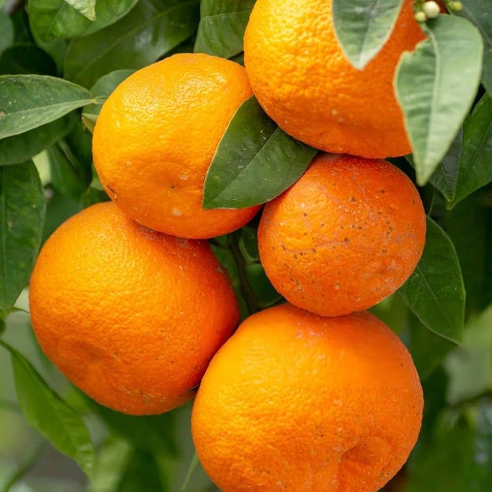 Citrus Island Sweet Orange Grafted Healthy Fruit Plant