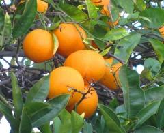 Citrus Island Sweet Orange Grafted Healthy Fruit Plant