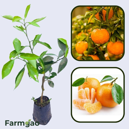 Citrus King Mandarin Orange Grafted Healthy Fruit Plant