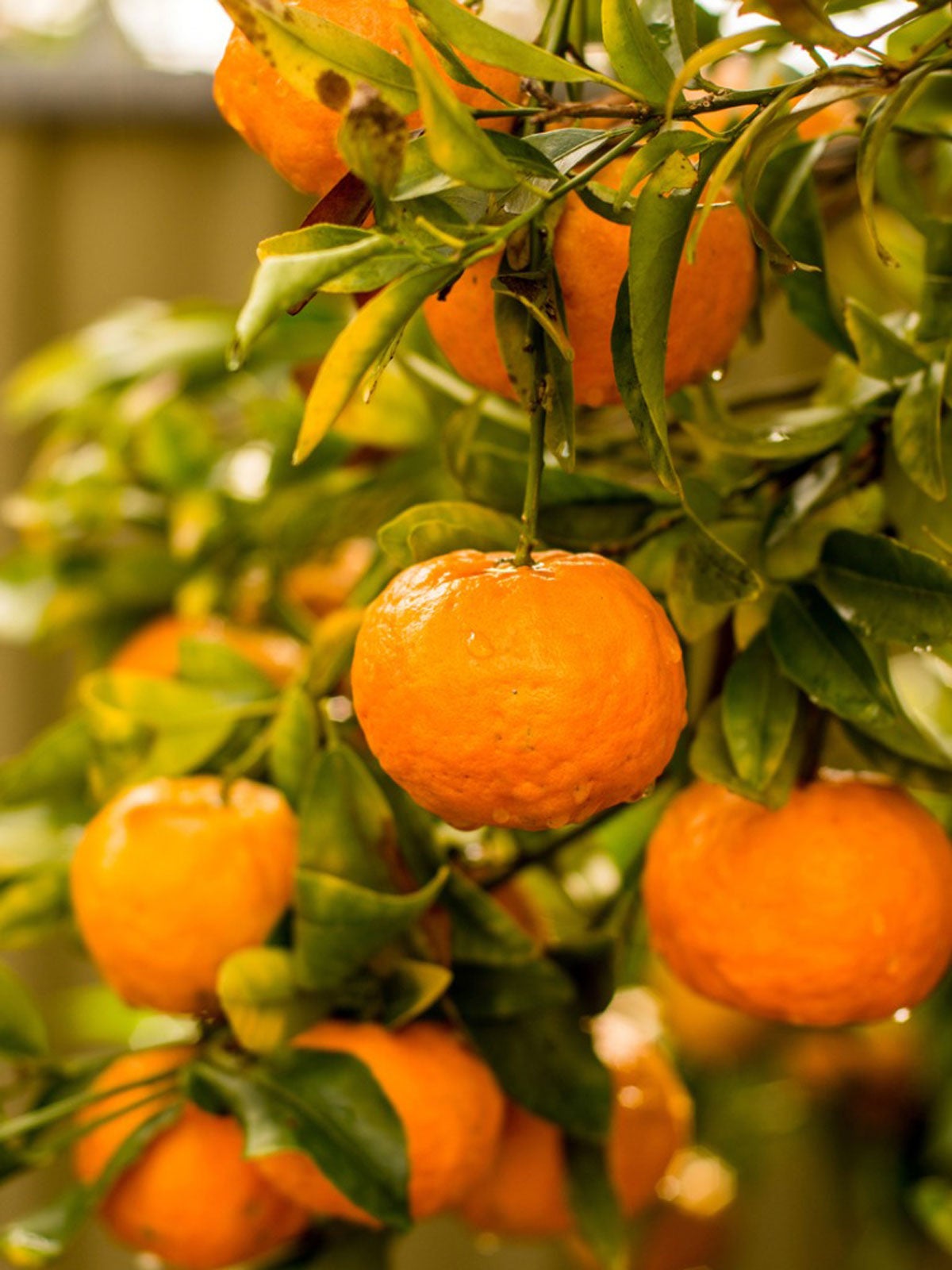 Citrus King Mandarin Orange Grafted Healthy Fruit Plant