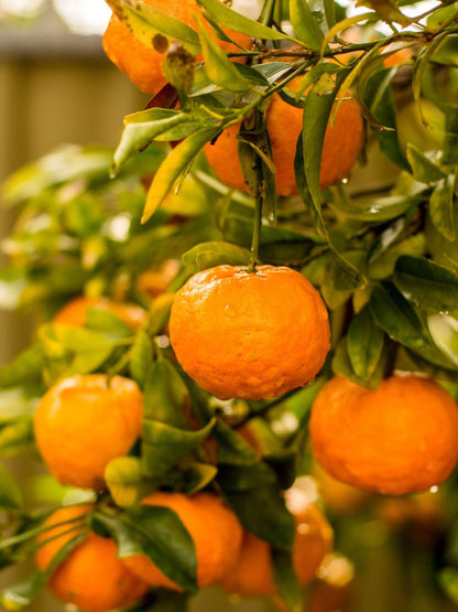 Citrus King Mandarin Orange Grafted Healthy Fruit Plant