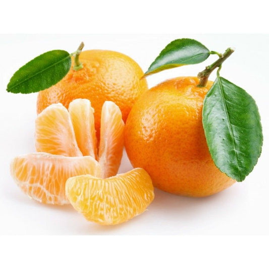 Citrus King Mandarin Orange Grafted Healthy Fruit Plant