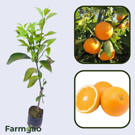 Citrus Legacy Gold Orange Grafted Healthy Fruit Plant