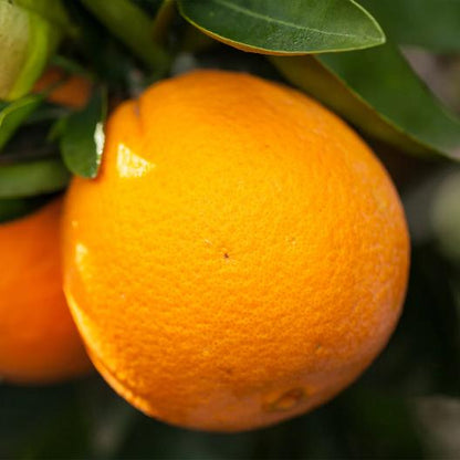 Citrus Legacy Gold Orange Grafted Healthy Fruit Plant