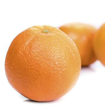Citrus Legacy Gold Orange Grafted Healthy Fruit Plant