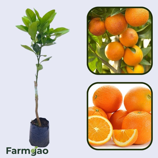 Citrus Legacy Mandarin Orange Grafted Healthy Fruit Plant
