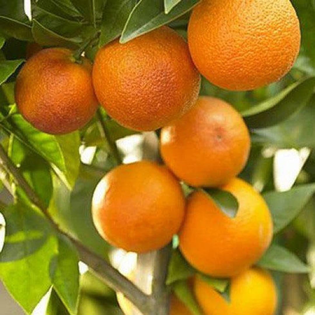 Citrus Legacy Mandarin Orange Grafted Healthy Fruit Plant