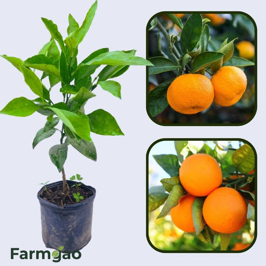 Citrus Legacy Sweet Orange Grafted Healthy Fruit Plant