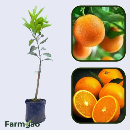 Citrus Mega Gold Orange Grafted Healthy Fruit Plant