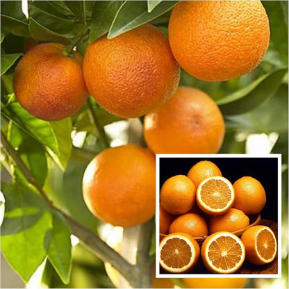 Citrus Mega Gold Orange Grafted Healthy Fruit Plant