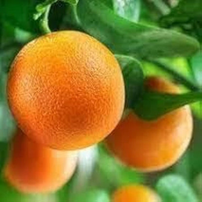 Citrus Mega Gold Orange Grafted Healthy Fruit Plant