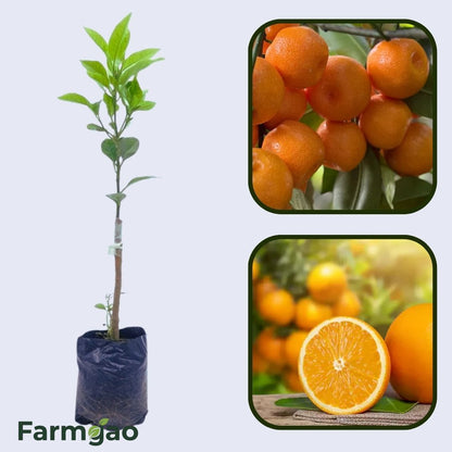 Citrus Mega Sweet Orange Grafted Healthy Fruit Plant