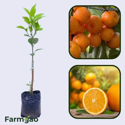 Citrus Mega Sweet Orange Grafted Healthy Fruit Plant