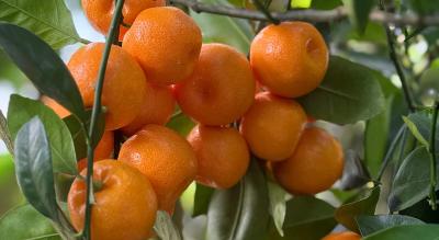 Citrus Mega Sweet Orange Grafted Healthy Fruit Plant