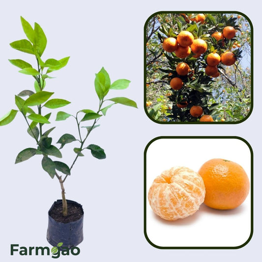 Citrus Monarch Gold Orange Grafted Healthy Fruit Plant