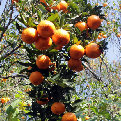Citrus Monarch Gold Orange Grafted Healthy Fruit Plant