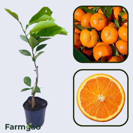 Citrus Monarch Sweet Orange Grafted Healthy Fruit Plant