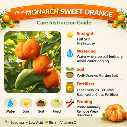 Citrus Monarch Sweet Orange Grafted Healthy Fruit Plant