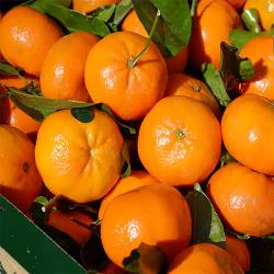 Citrus Monarch Sweet Orange Grafted Healthy Fruit Plant