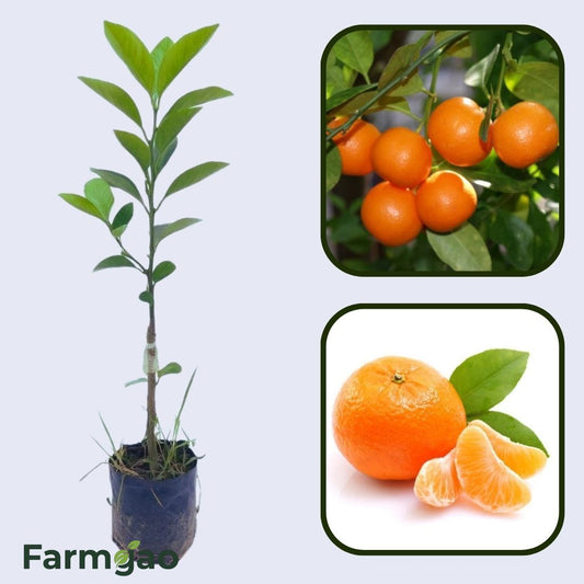 Citrus Morning Elite Orange Grafted Healthy Fruit Plant