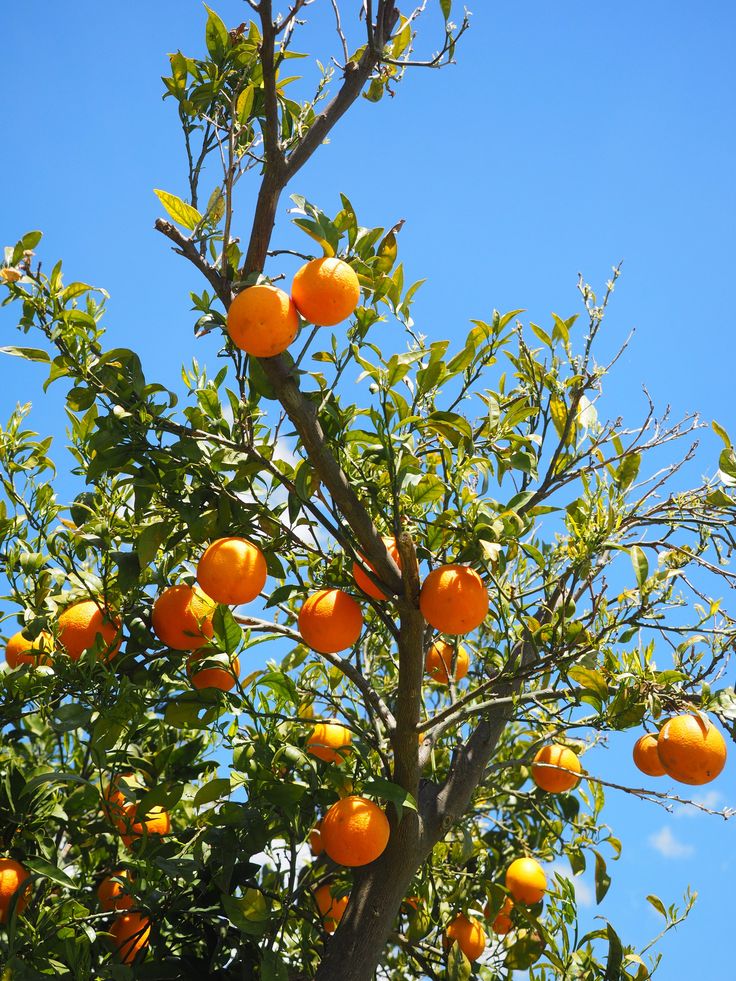 Citrus Morning Elite Orange Grafted Healthy Fruit Plant