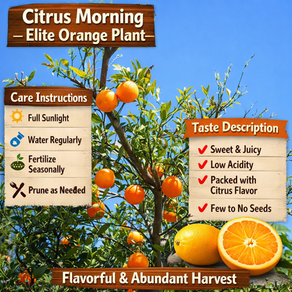 Citrus Morning Elite Orange Grafted Healthy Fruit Plant