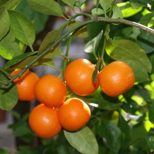 Citrus Morning Elite Orange Grafted Healthy Fruit Plant