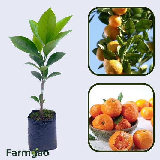 Citrus Morning Prime Orange Grafted Healthy Fruit Plant