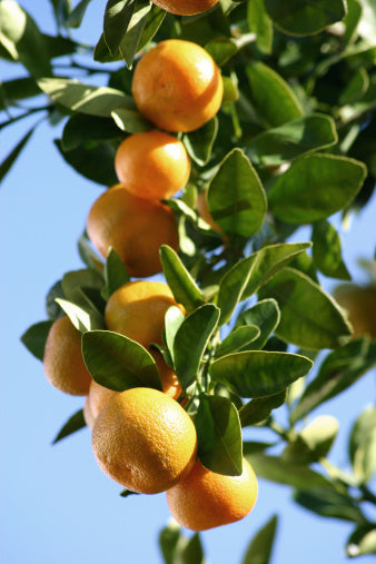 Citrus Morning Prime Orange Grafted Healthy Fruit Plant