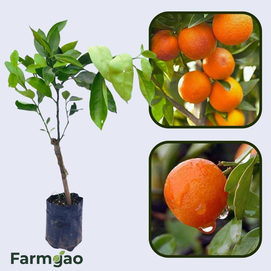 Citrus Morning Sweet Orange Grafted Healthy Fruit Plant