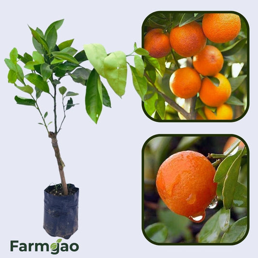 Citrus Morning Sweet Orange Grafted Healthy Fruit Plant