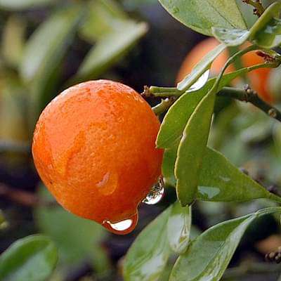 Citrus Morning Sweet Orange Grafted Healthy Fruit Plant