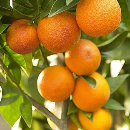 Citrus Morning Sweet Orange Grafted Healthy Fruit Plant