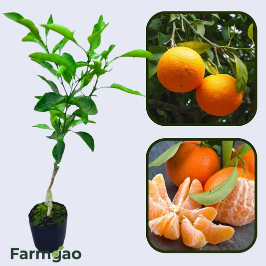 Citrus Mountain Gold Orange Grafted Healthy Fruit Plant