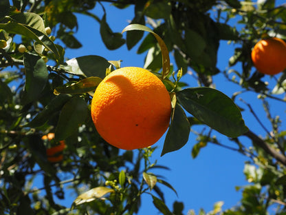 Citrus Mountain Gold Orange Grafted Healthy Fruit Plant