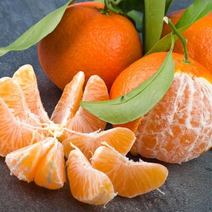 Citrus Mountain Gold Orange Grafted Healthy Fruit Plant