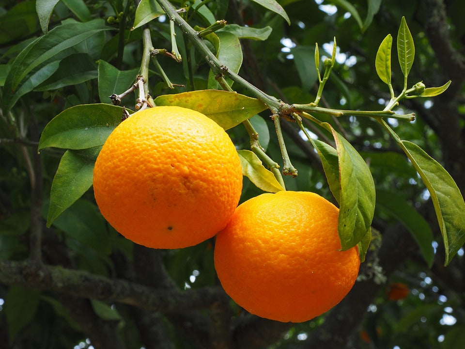 Citrus Mountain Gold Orange Grafted Healthy Fruit Plant