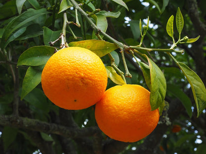 Citrus Mountain Gold Orange Grafted Healthy Fruit Plant