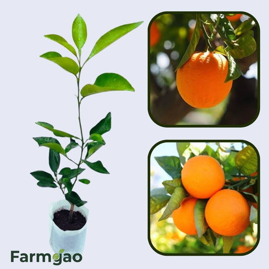Citrus Mountain Sweet Orange Grafted Healthy Fruit Plant