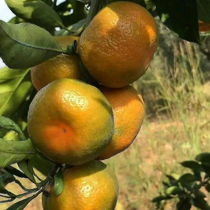 Citrus Mountain Sweet Orange Grafted Healthy Fruit Plant