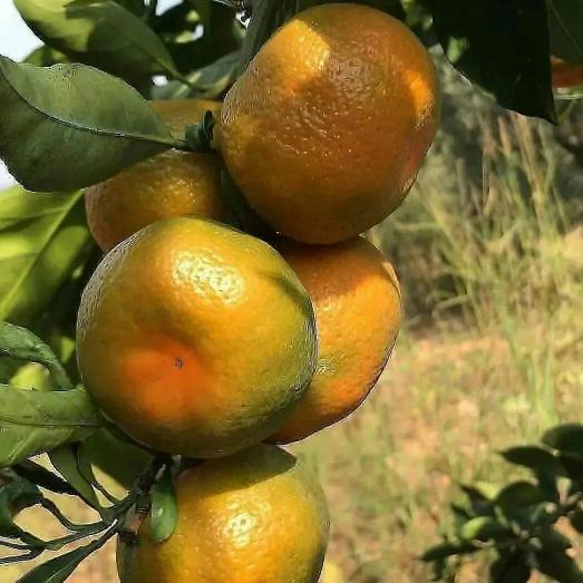 Citrus Mountain Sweet Orange Grafted Healthy Fruit Plant