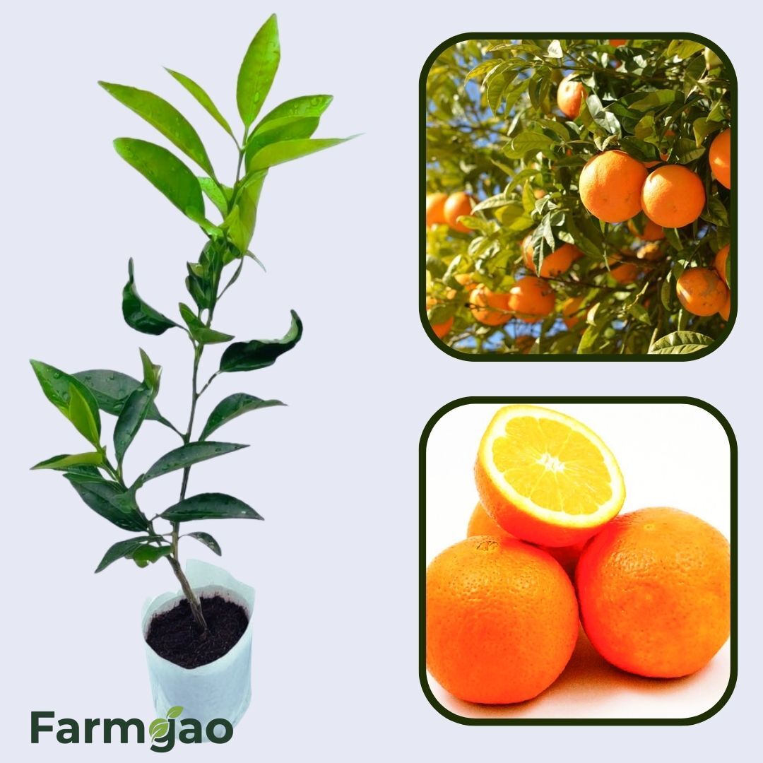Citrus Nectar Sweet Orange Grafted Healthy Fruit Plant