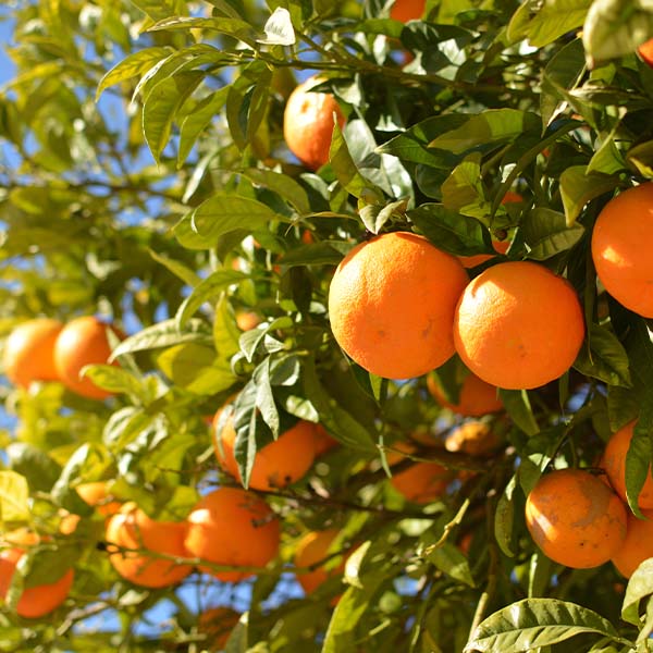 Citrus Nectar Sweet Orange Grafted Healthy Fruit Plant
