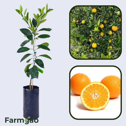 Citrus Noble Gold Orange Grafted Healthy Fruit Plant