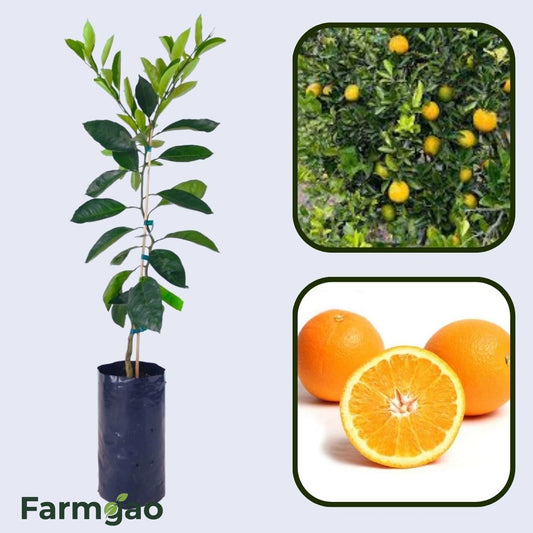 Citrus Noble Gold Orange Grafted Healthy Fruit Plant
