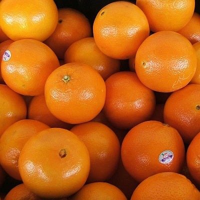 Citrus Noble Gold Orange Grafted Healthy Fruit Plant
