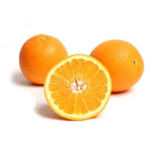 Citrus Noble Gold Orange Grafted Healthy Fruit Plant