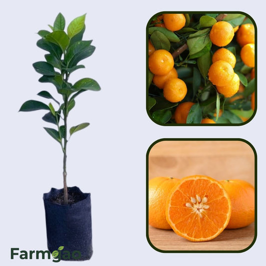 Citrus Noble Mandarin Orange Grafted Healthy Fruit Plant
